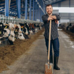 cow farmer dairy